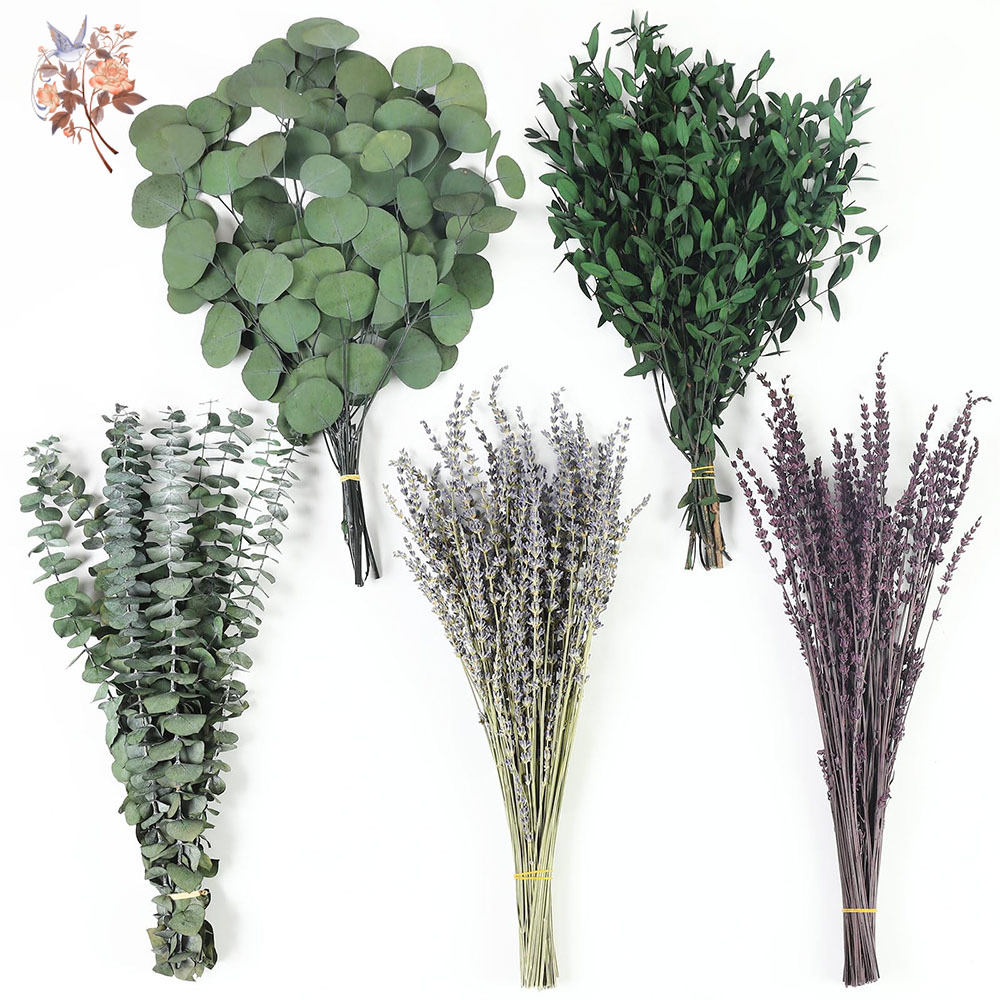 Fragrance Your Home - 110 pçs mix folhas de eucalipto
